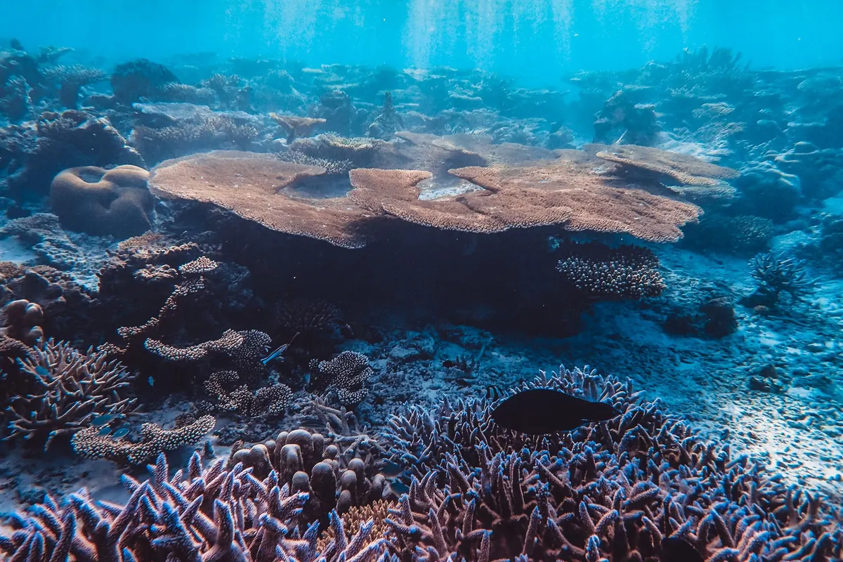 A Beginner's Guide to the Coral Triangle: Why It's the Epicentre of Marine Biodiversity