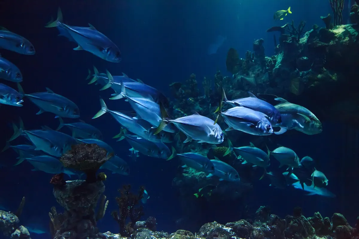 Coral Restoration Methods Compared: Coral Gardening vs. Biorock vs. Larval Seeding