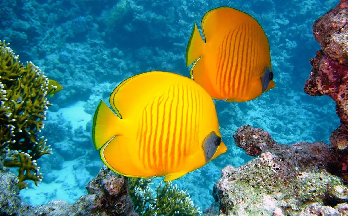 Coral Spawning Season: A Month-by-Month Guide to Reef Events