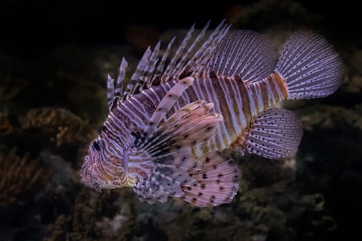 How to Conduct a Reef Health Check While Snorkelling