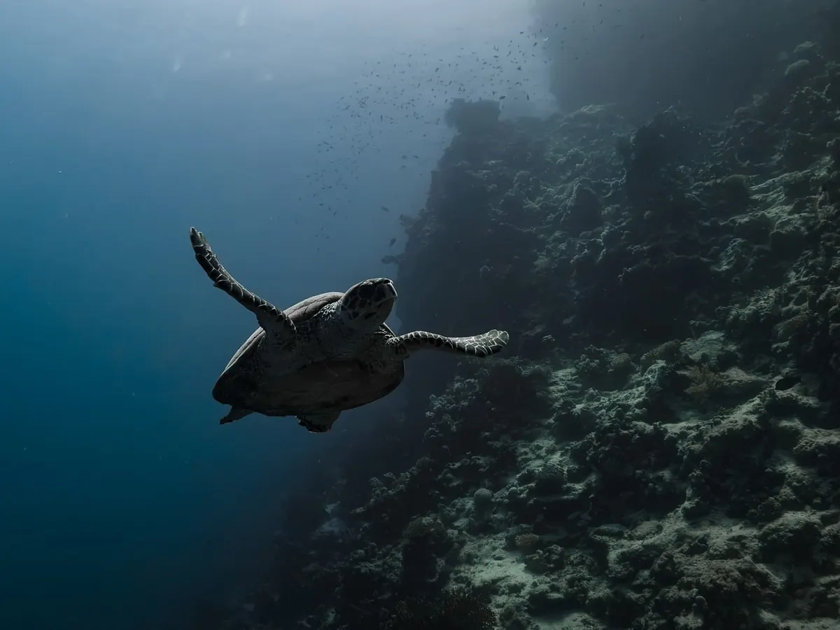 The Coral Reefs of the UK: A Guide to Cold-Water Coral Habitats
